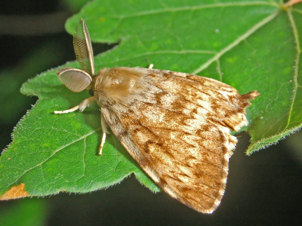 Lymantria dispar