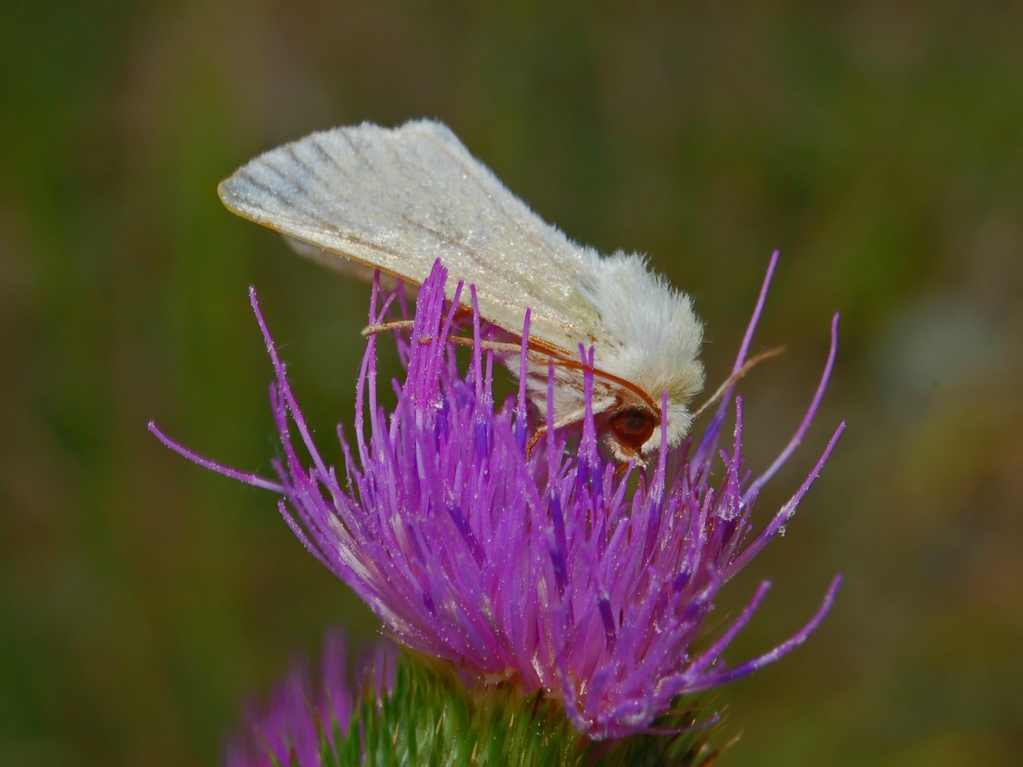 Una bianca falena