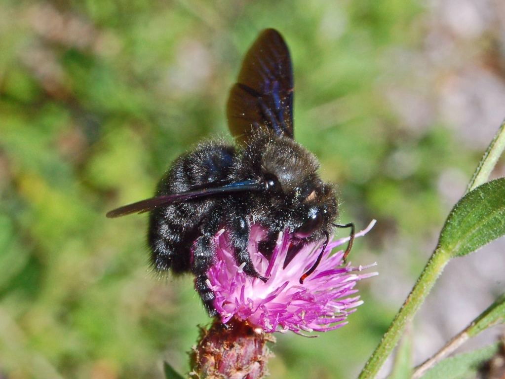 Xilocopa violacea .... un classico