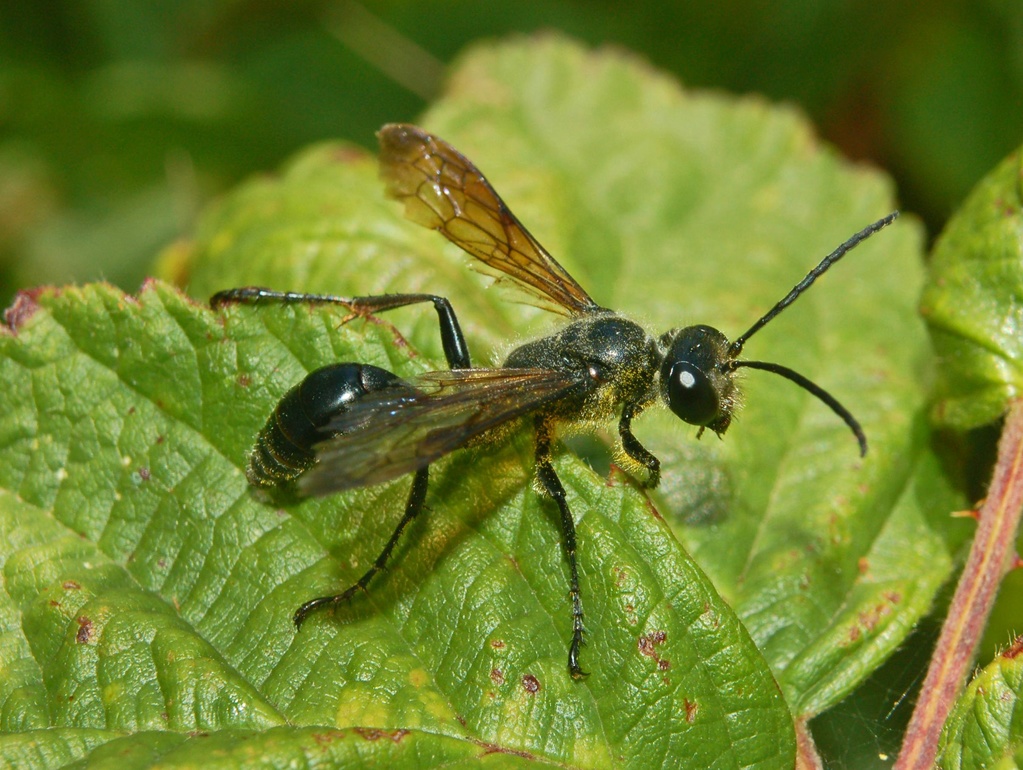 Vespa in black - Sphecidae