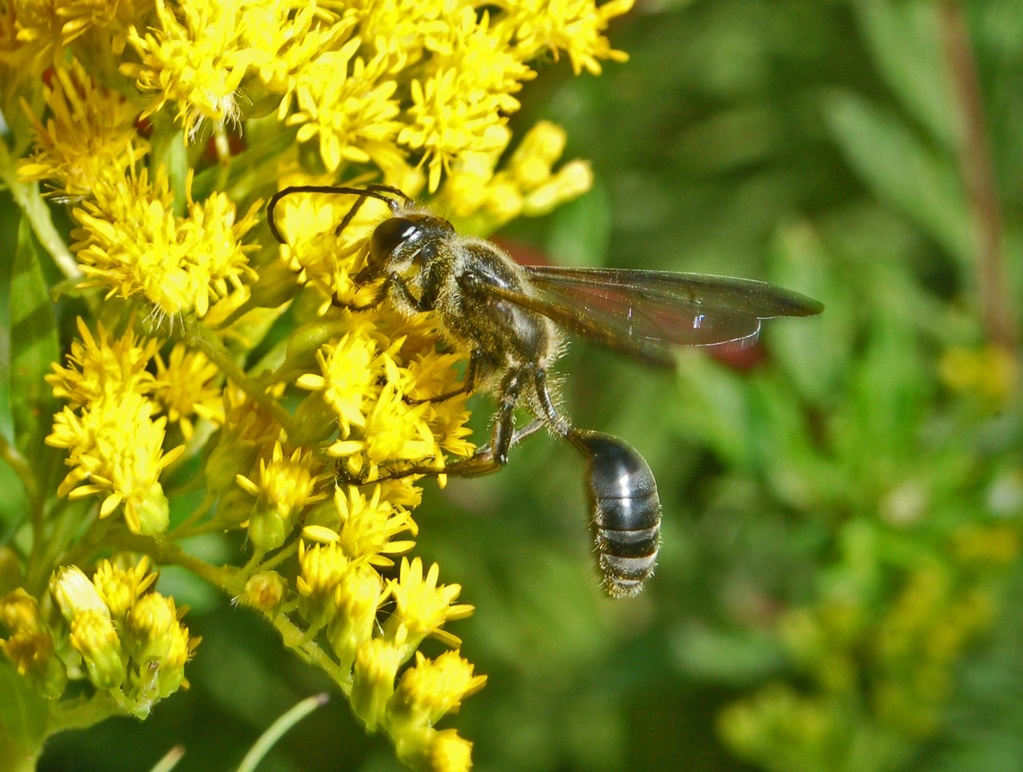 Vespa in black - Sphecidae