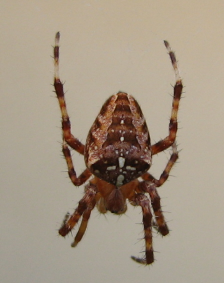 Araneus diadematus