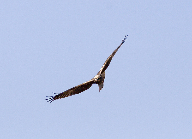 poiana vs falco di palude