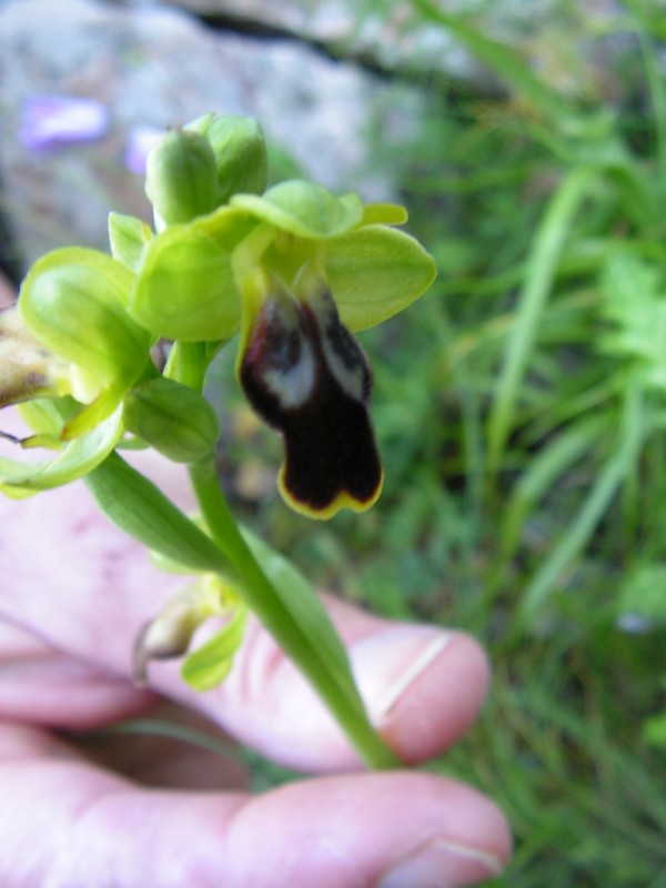 Ophrys