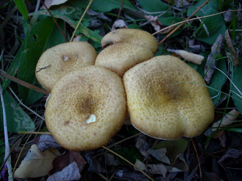 Funghi nella nebbia