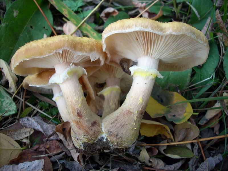 Funghi nella nebbia