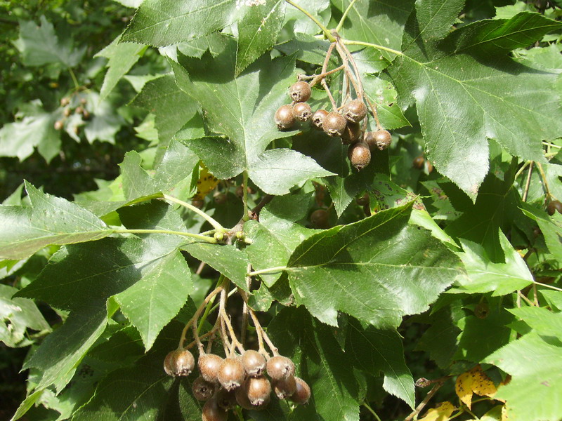 Sorbus torminalis / Ciavardello, Sorbo torminale