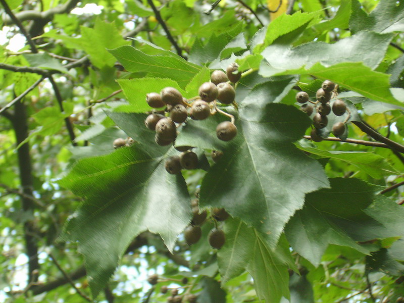 Sorbus torminalis / Ciavardello, Sorbo torminale