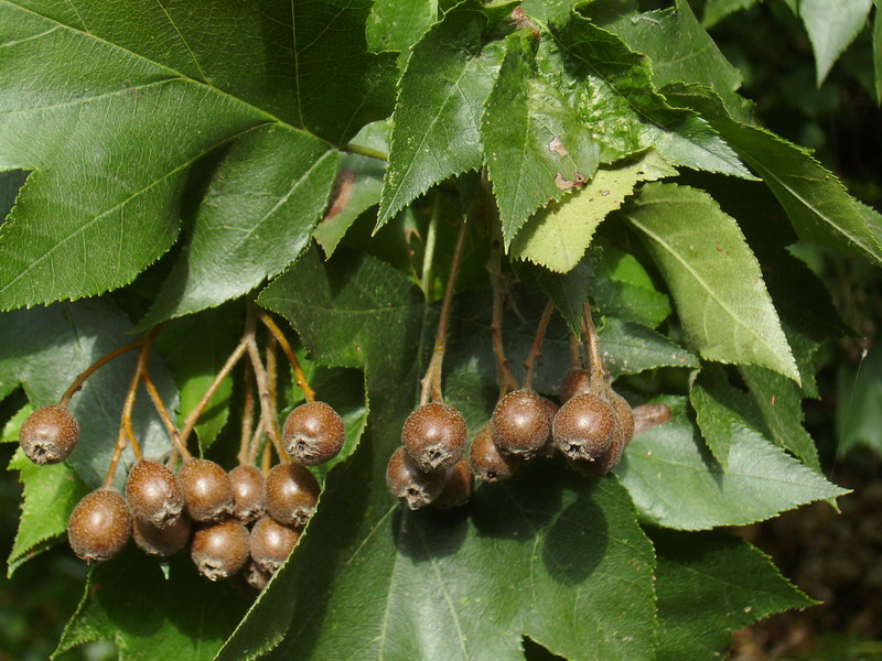 Sorbus torminalis / Ciavardello, Sorbo torminale