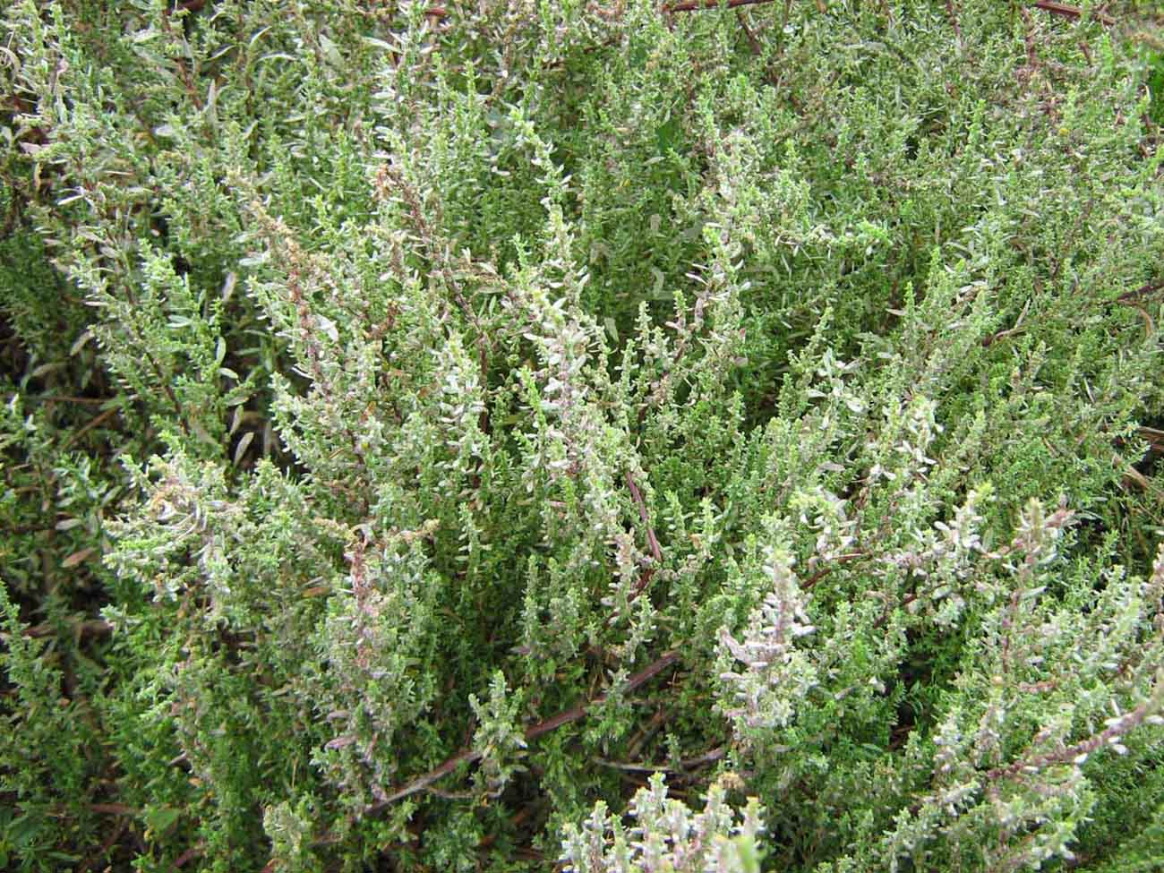 ...dal fiume - Chenopodium sp.