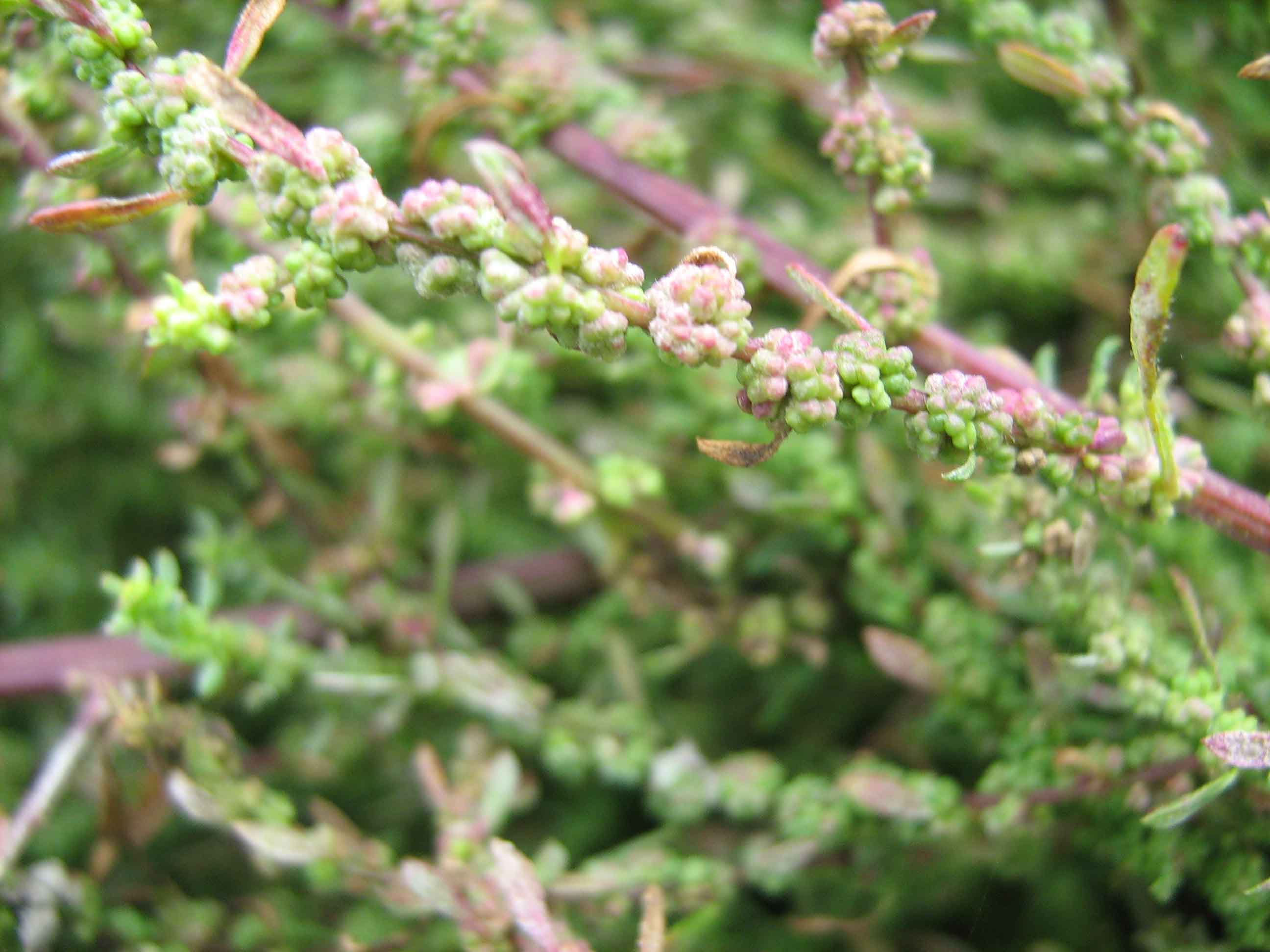 ...dal fiume - Chenopodium sp.