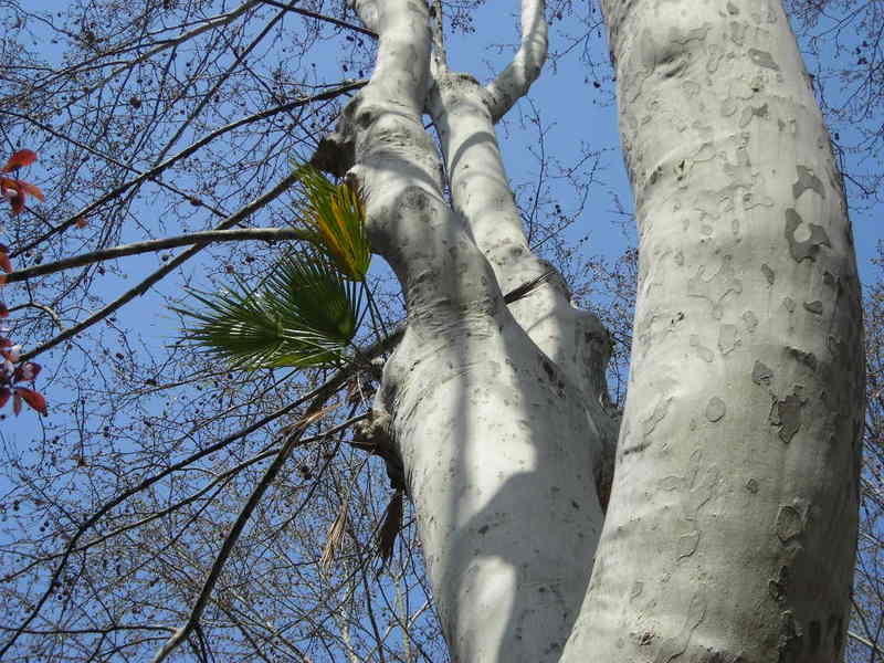 Palma su Platano