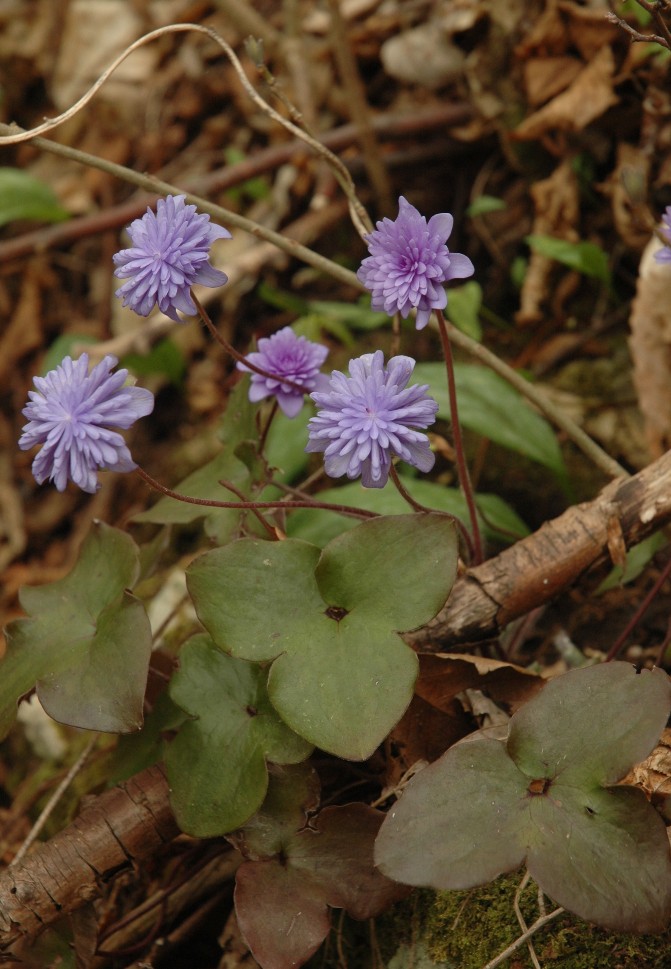 Hepatica nobilis (lusus)