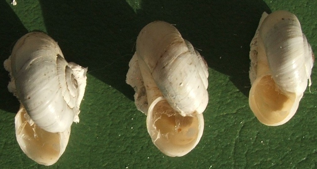 Hygromiidae (?) xerofila dai M.Berici (VI). Da determinare