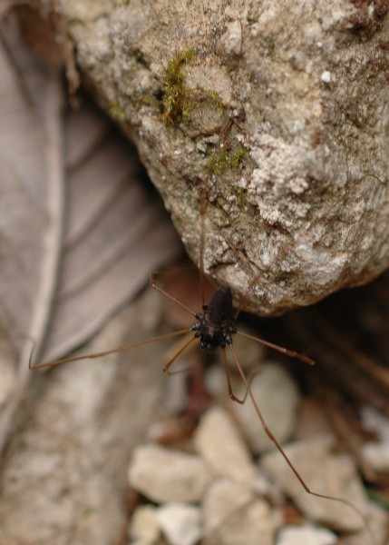 Platybunus dalla Val d''Astico (VI) - forse pinetorum (?)