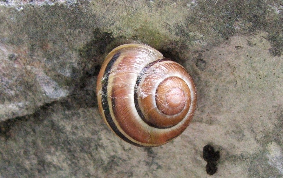 Di nuovo Cepaea nemoralis