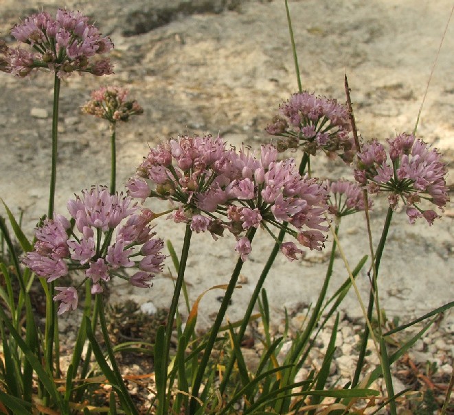 Allium lusitanicum / Aglio montano