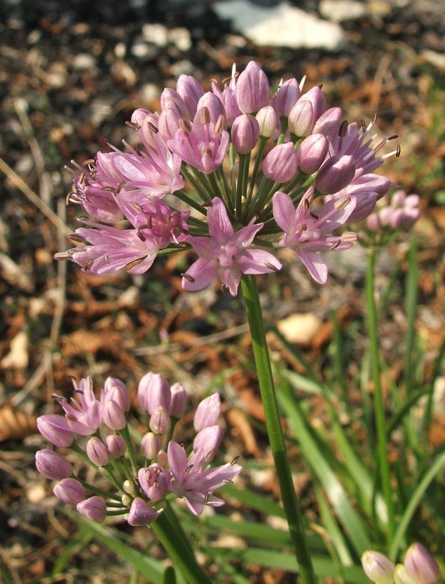 Allium lusitanicum / Aglio montano