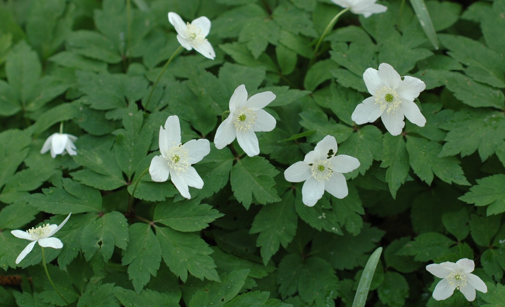 Anemone trifolia x nemorosa = Anemone x pittonii Glow.