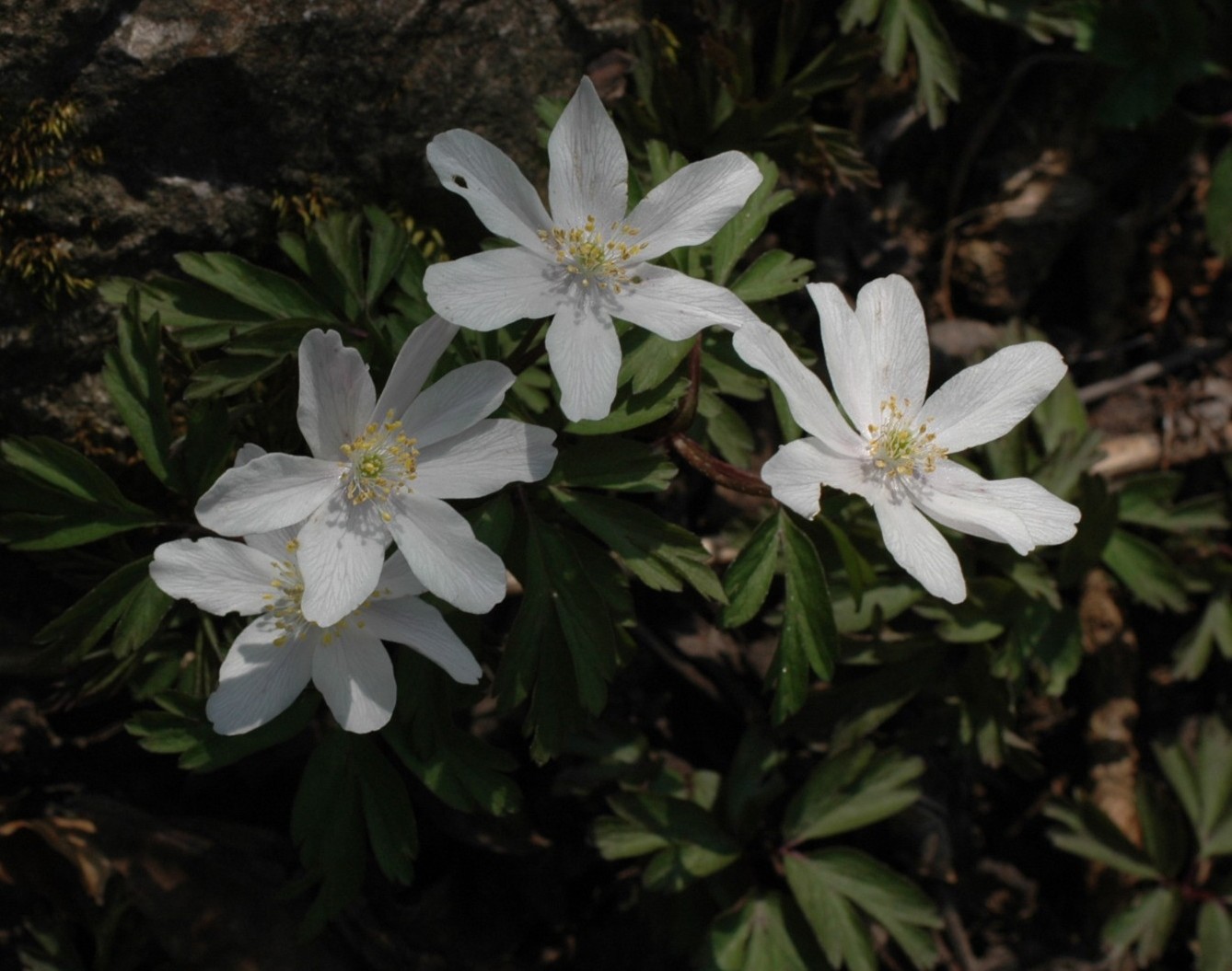 Anemone trifolia x nemorosa = Anemone x pittonii Glow.