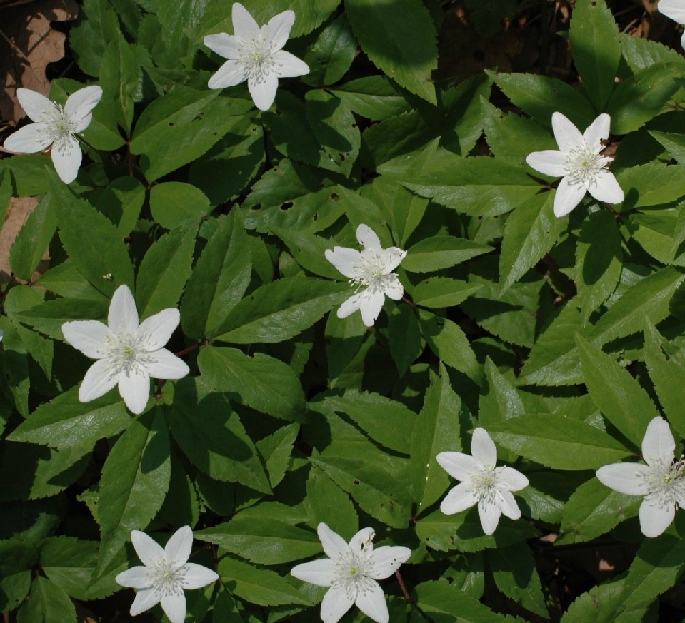 Anemone trifolia x nemorosa = Anemone x pittonii Glow.