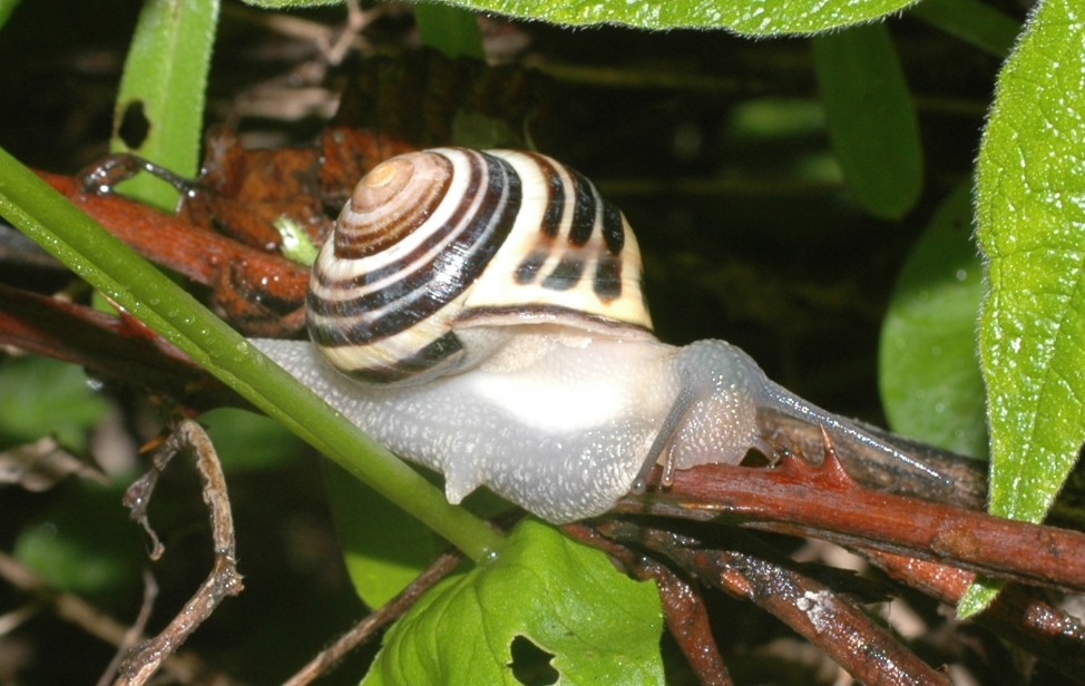 Di nuovo Cepaea nemoralis