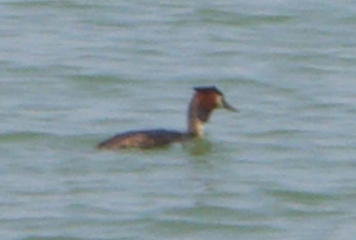 Foto di uccelli acquatici