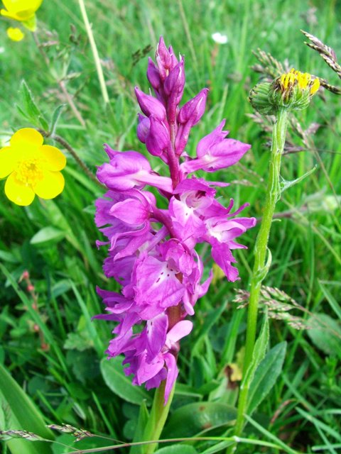 Dactylorhiza e Orchis