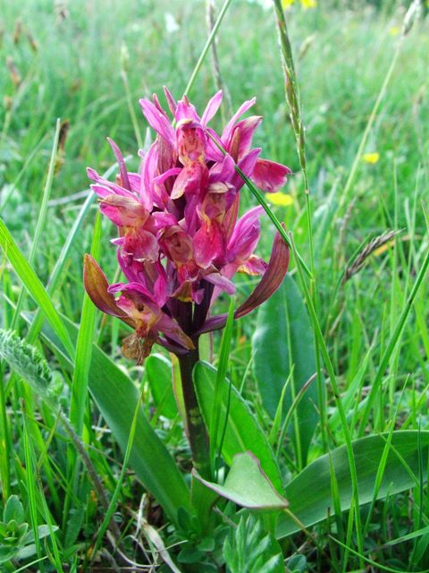 Dactylorhiza e Orchis