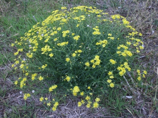 informazioni su Senecio inaequidens