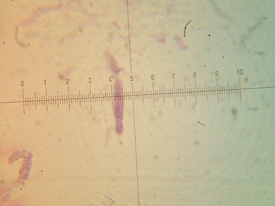 Ultimo corticioide del 2007 (Gloeocystidiellum porosum)