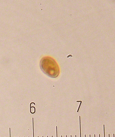 Corticioide  da identificare