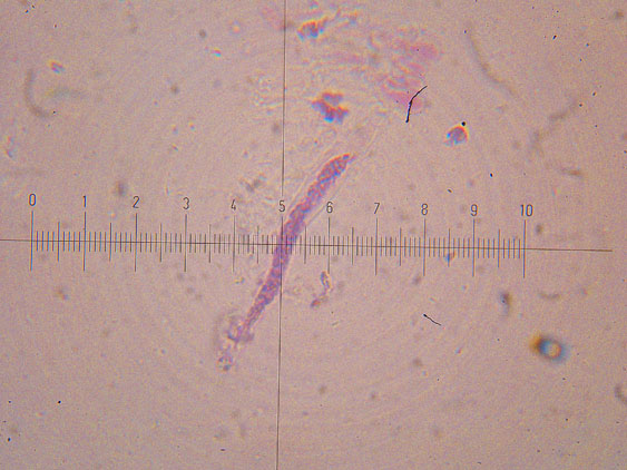 Ultimo corticioide del 2007 (Gloeocystidiellum porosum)