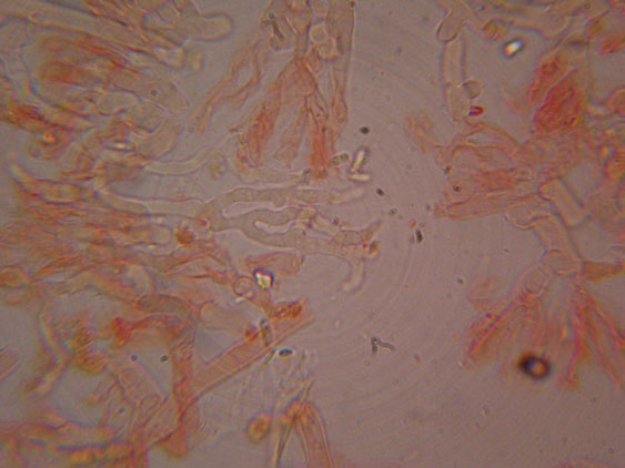 Corticioide  da identificare