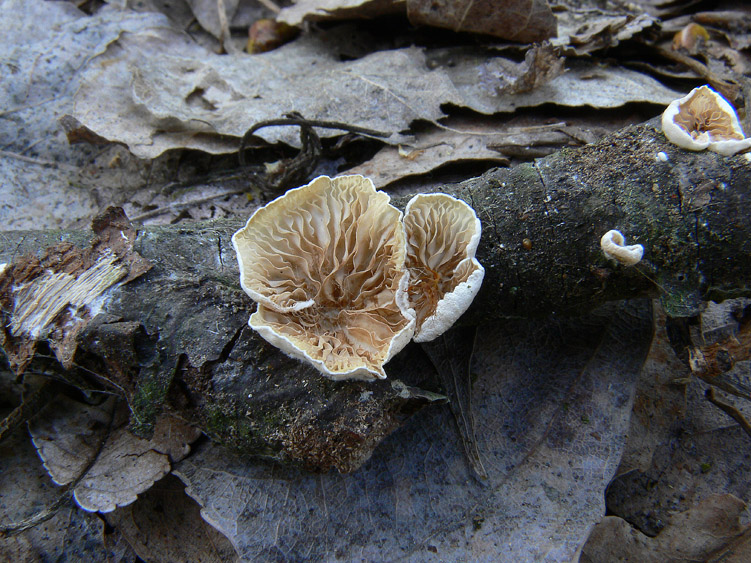 Crepidotus da determinare