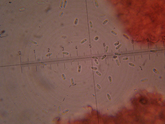 Corticioide  da identificare