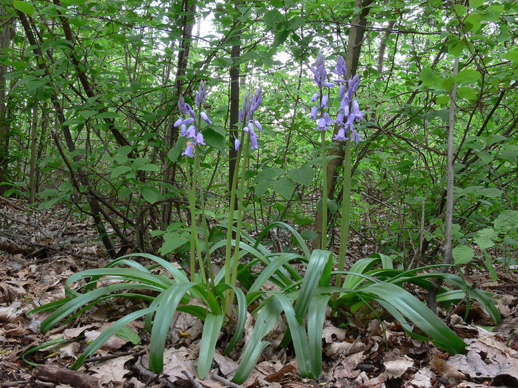 Hyacinthoides hispanica