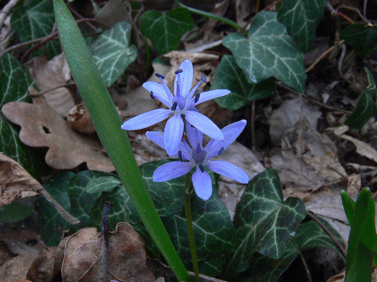 Fiori e Aphyllophorales