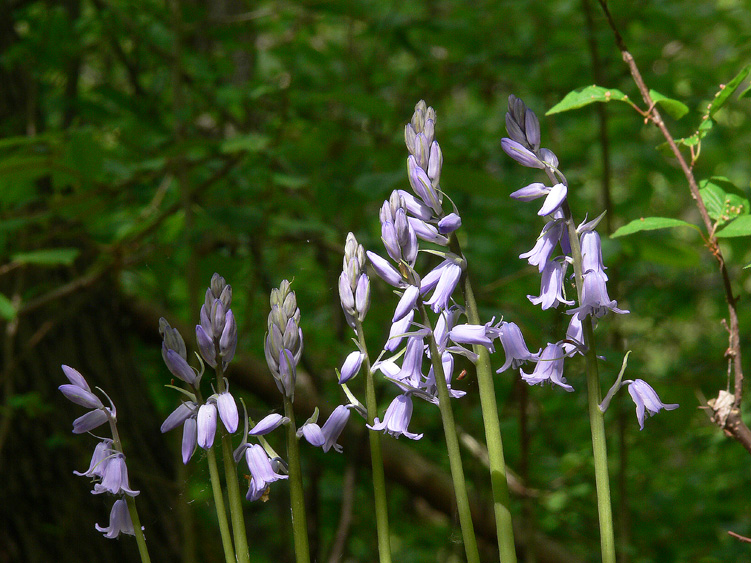 Hyacinthoides hispanica