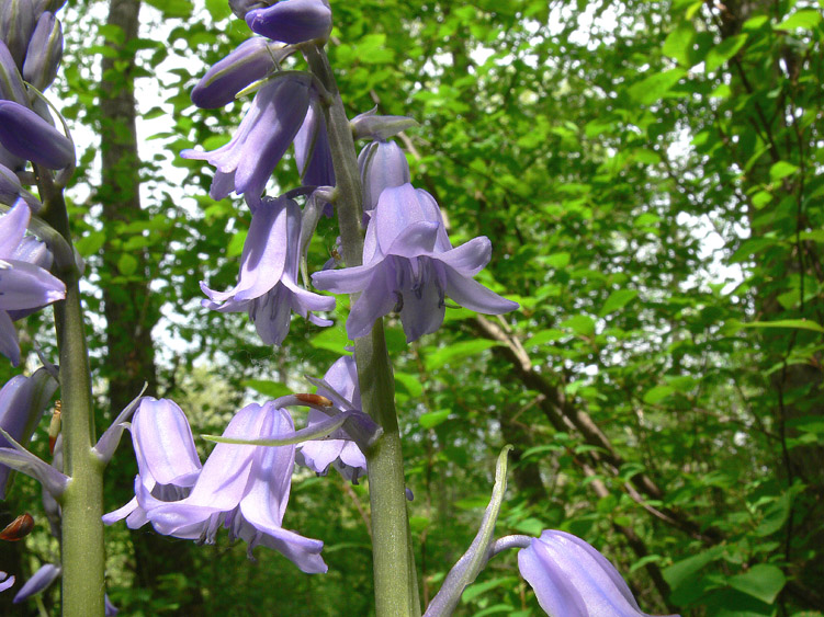 Hyacinthoides hispanica