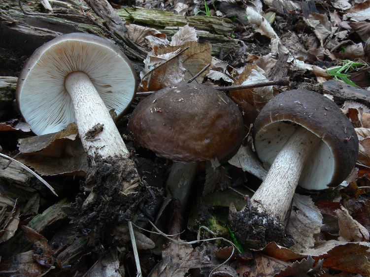 Pluteus cervinus