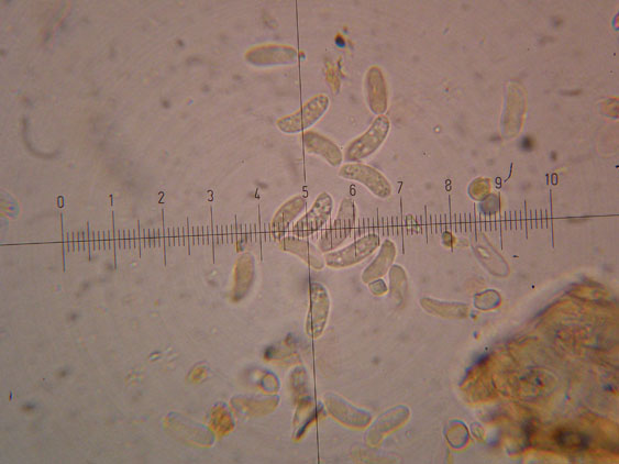 Peniophora da determinare - (Peniophora quercina)