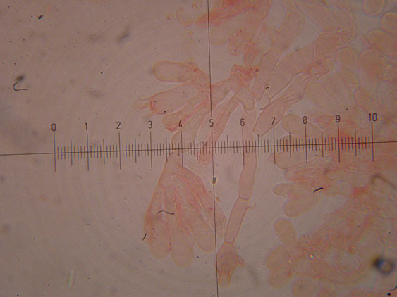 Corticioide  da identificare