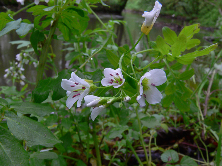 Cardamine amara / Billeri amaro