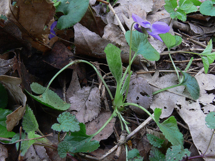 Viola alba subsp. dehnhardtii