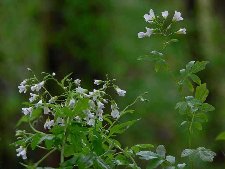 Cardamine amara / Billeri amaro