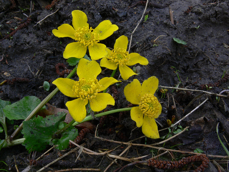 Caltha palustris / Calta palustre