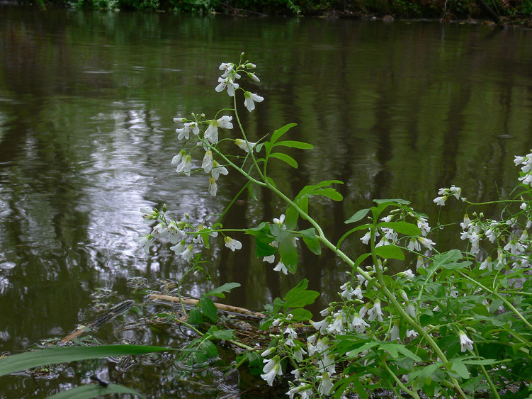 Cardamine amara / Billeri amaro