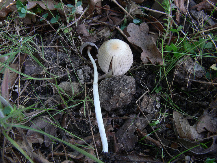 Coprinus xanthothrix