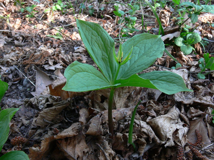 Paris quadrifolia / Uva di Volpe